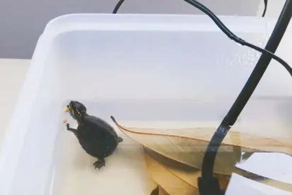 草龟能不能用深水养，不能养在深水中也不能干养