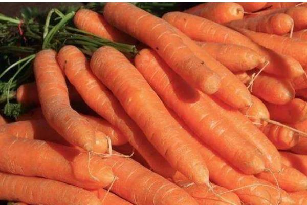 挑选萝卜的方法，大小适中的萝卜值得选择