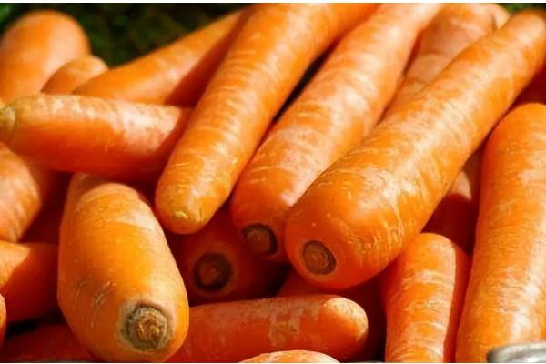 挑选萝卜的方法，大小适中的萝卜值得选择