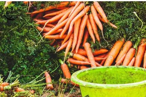 挑选萝卜的方法，大小适中的萝卜值得选择