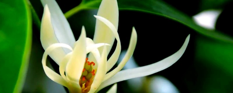 秋季怎么养护白兰花，每隔3-4天浇一次水