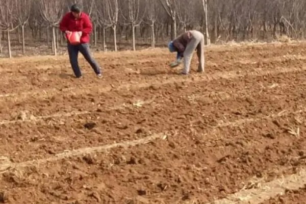 夏枯草的种植方法,幼苗长出4-5片叶时要间苗