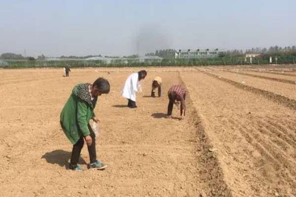 夏枯草的种植方法,幼苗长出4-5片叶时要间苗