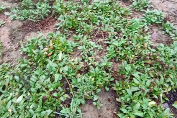 夏枯草的种植方法,幼苗长出4-5片叶时要间苗