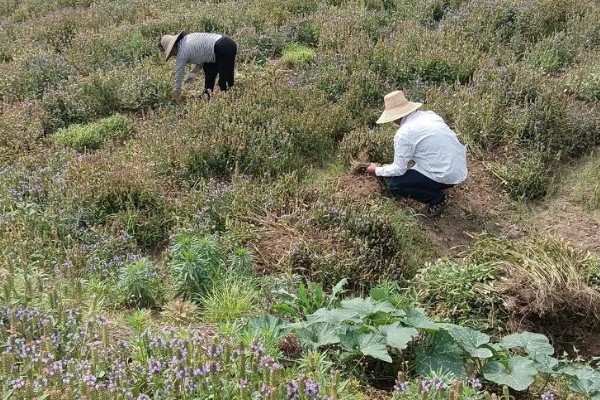 夏枯草的种植方法,幼苗长出4-5片叶时要间苗
