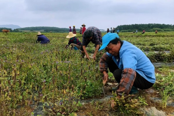 夏枯草的种植方法,幼苗长出4-5片叶时要间苗