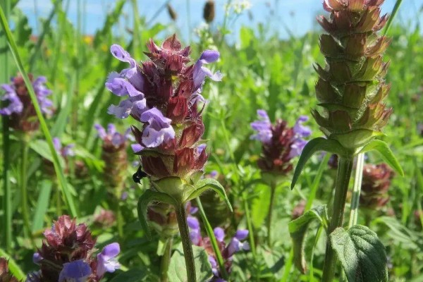 夏枯草的种植方法,幼苗长出4-5片叶时要间苗