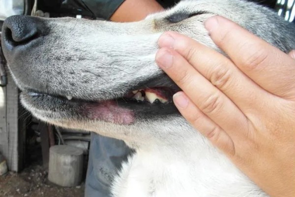 狗狗得口腔炎的原因，可能是被尖利的牙齿损伤了
