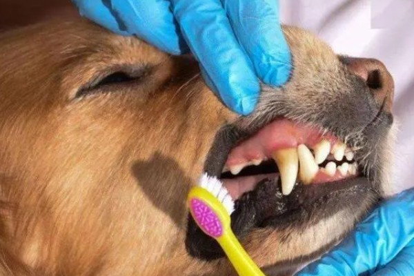 狗狗得口腔炎的原因，可能是被尖利的牙齿损伤了
