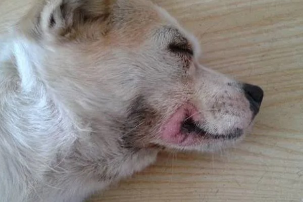 狗狗得口腔炎的原因，可能是被尖利的牙齿损伤了