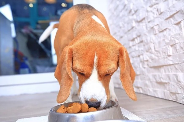 狗狗得口腔炎的原因，可能是被尖利的牙齿损伤了