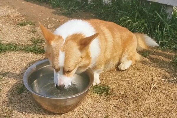 狗狗得口腔炎的原因，可能是被尖利的牙齿损伤了