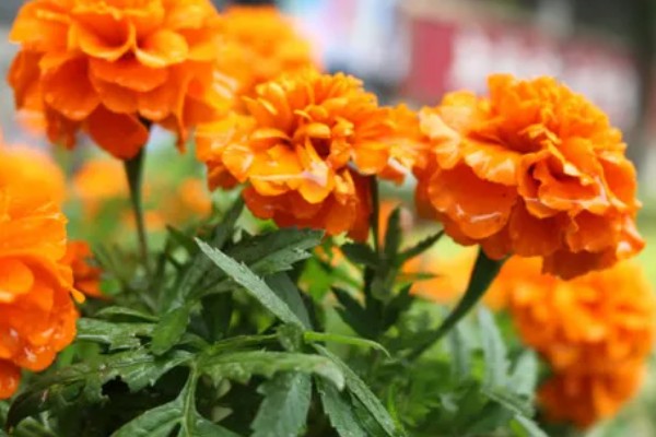 万寿菊与孔雀草的区别，花色和叶形均不同