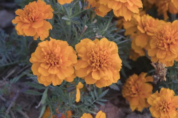 万寿菊与孔雀草的区别，花色和叶形均不同