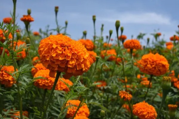 万寿菊与孔雀草的区别，花色和叶形均不同