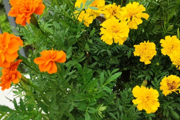 万寿菊与孔雀草的区别，花色和叶形均不同