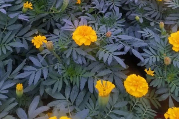 万寿菊与孔雀草的区别，花色和叶形均不同