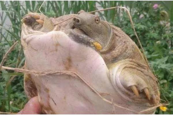 如何有效垂钓甲鱼，可采取手竿钓法、海竿拉钓等方式