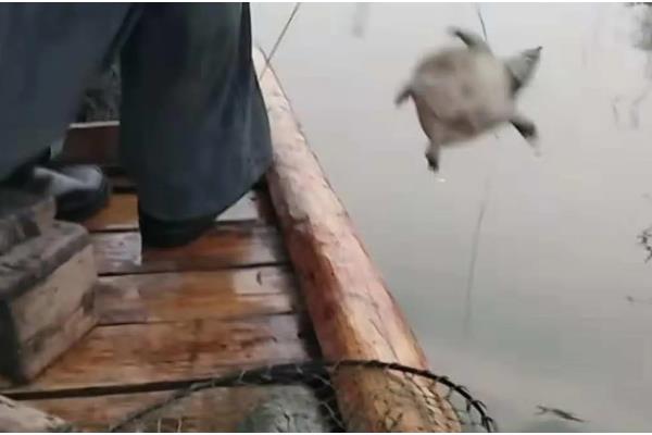 如何有效垂钓甲鱼，可采取手竿钓法、海竿拉钓等方式