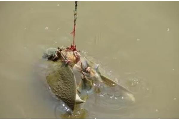 如何有效垂钓甲鱼，可采取手竿钓法、海竿拉钓等方式