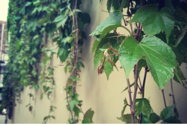 爬山虎是不是草本植物，属于木质藤本植物