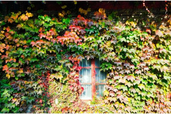 爬山虎是不是草本植物，属于木质藤本植物