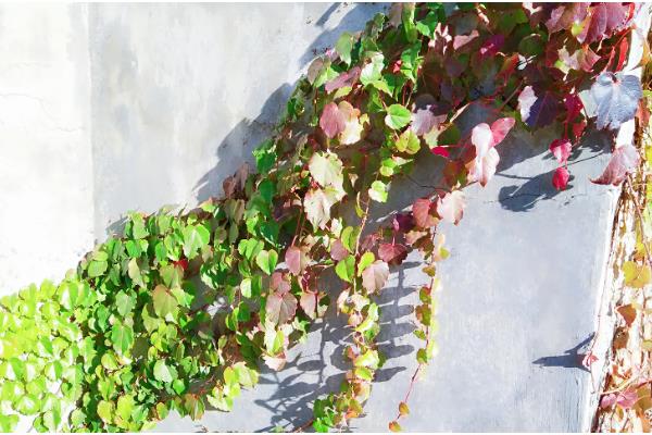 爬山虎是不是草本植物，属于木质藤本植物