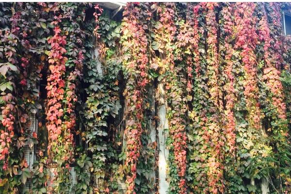 爬山虎是不是草本植物，属于木质藤本植物