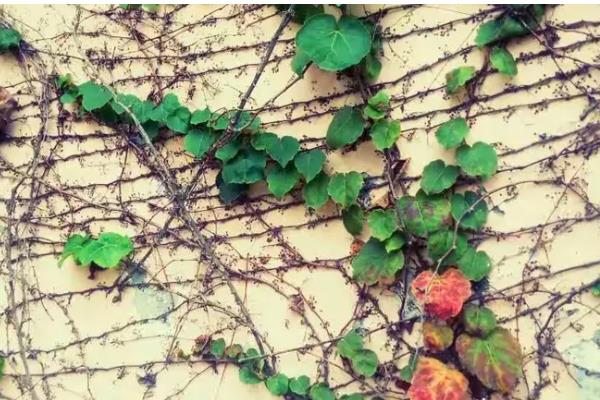 爬山虎是不是草本植物，属于木质藤本植物