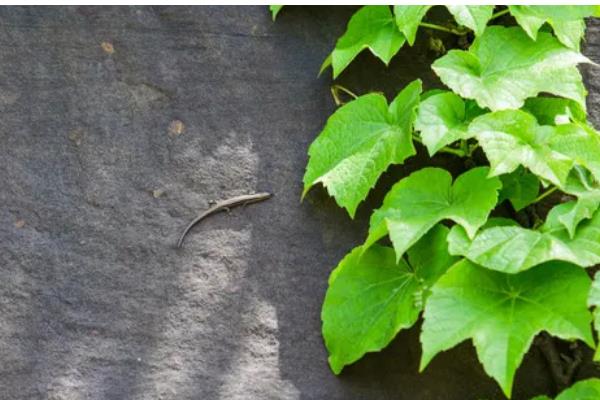 爬山虎是不是草本植物，属于木质藤本植物