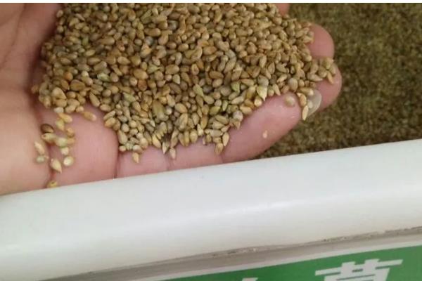 皇竹草种子怎么挑选，要挑选饱满的种子