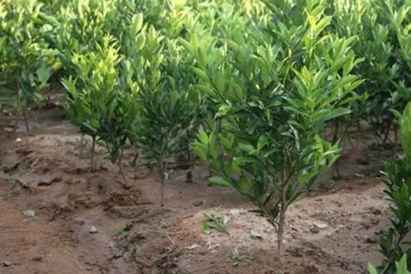 北方能不能种橘子树，可以栽培但产量和品质不如南方地区