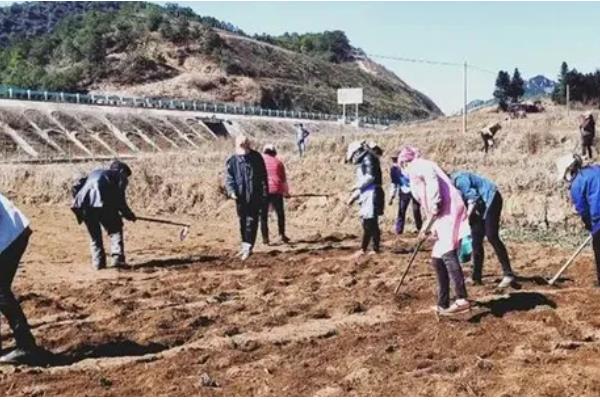 皇竹草种子怎么挑选，要挑选饱满的种子