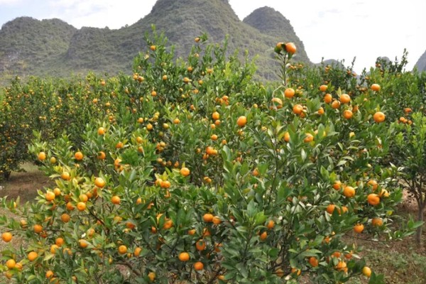 北方能不能种橘子树，可以栽培但产量和品质不如南方地区