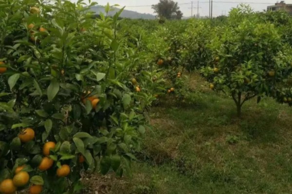 北方能不能种橘子树，可以栽培但产量和品质不如南方地区