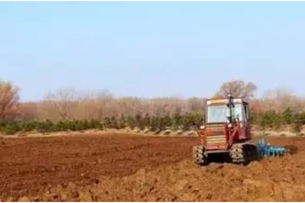 皇竹草种子怎么挑选，要挑选饱满的种子