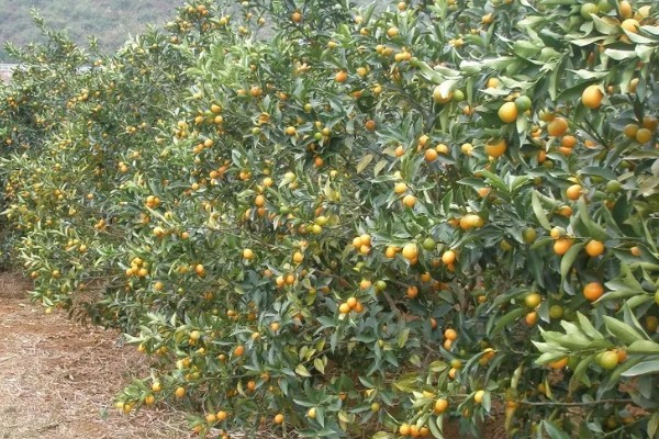 北方能不能种橘子树，可以栽培但产量和品质不如南方地区
