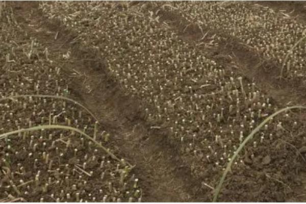 皇竹草种子怎么挑选，要挑选饱满的种子