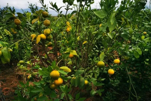 北方能不能种橘子树，可以栽培但产量和品质不如南方地区
