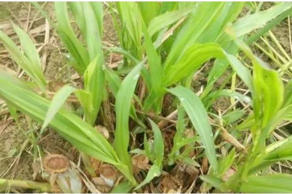 皇竹草种子怎么挑选，要挑选饱满的种子