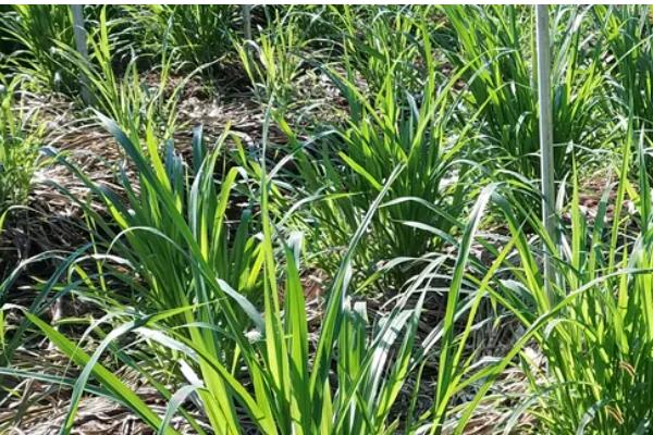 皇竹草种子怎么挑选，要挑选饱满的种子