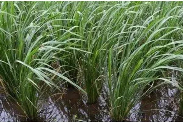 皇竹草种子怎么挑选，要挑选饱满的种子