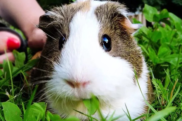 豚鼠和荷兰猪的区别,豚鼠又名荷兰猪
