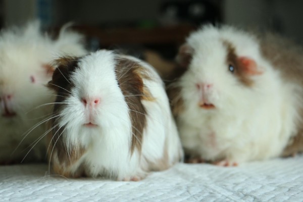 豚鼠和荷兰猪的区别,豚鼠又名荷兰猪