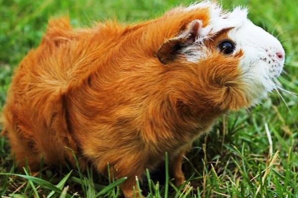 豚鼠和荷兰猪的区别,豚鼠又名荷兰猪