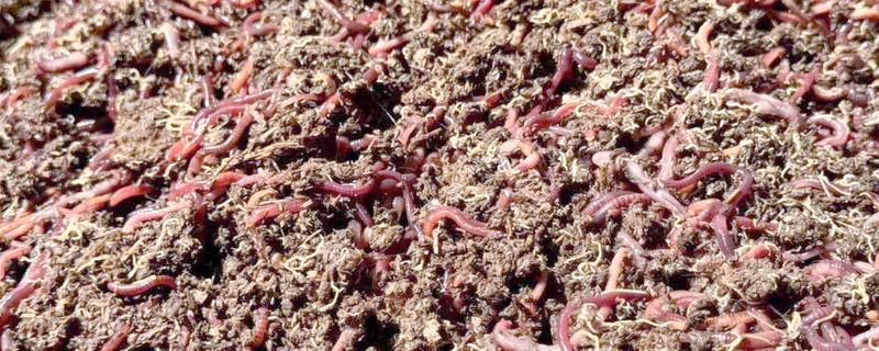 蚯蚓的养殖方法，养殖温度控制在20-27℃左右
