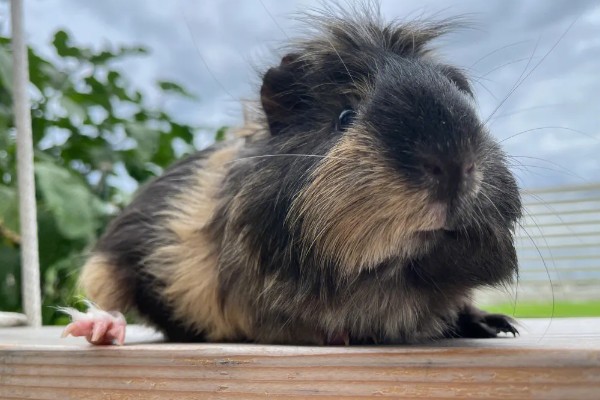 豚鼠和荷兰猪的区别,豚鼠又名荷兰猪