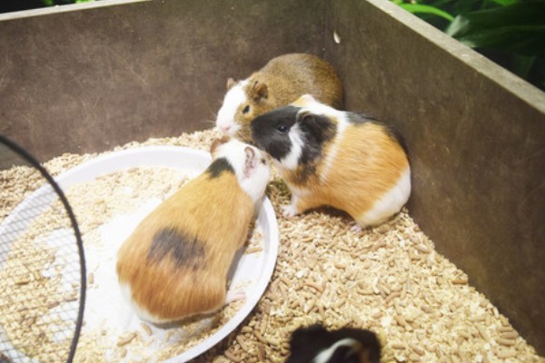 豚鼠和荷兰猪的区别,豚鼠又名荷兰猪