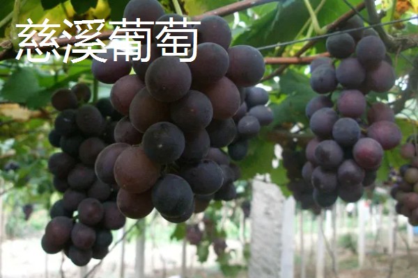 浙江省慈溪市的特产，慈溪丝瓜出口海外