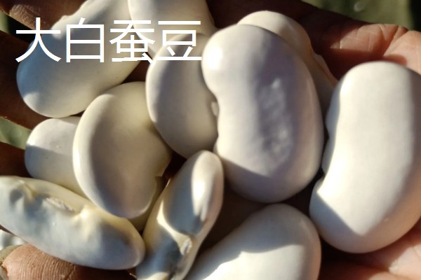 浙江省慈溪市的特产，慈溪丝瓜出口海外